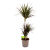 Dracaena Marginata Magenta - Op Stam - Drakenbloedboom-p24 H120 - Kamerplant