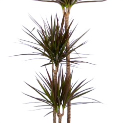 Plantenzadenmest Winkel -Plantenzadenmest Winkel dracaena marginata magenta op stam drakenbloedboom p24 h140 kamerplant 3