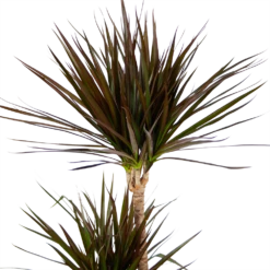 Dracaena Marginata Magenta - Op Stam - Drakenbloedboom - P24 H140 - Kamerplant -Plantenzadenmest Winkel dracaena marginata magenta op stam drakenbloedboom p24 h140 kamerplant 4