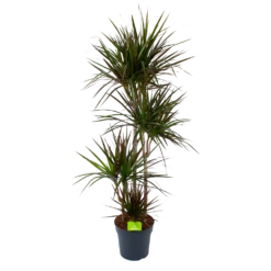 Dracaena Marginata Magenta - Op Stam - Drakenbloedboom - P27 H150 - Kamerplant