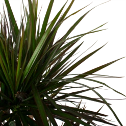 Dracaena Marginata Magenta - Op Stam - Drakenbloedboom - P27 H150 - Kamerplant -Plantenzadenmest Winkel dracaena marginata magenta op stam drakenbloedboom p27 h150 6