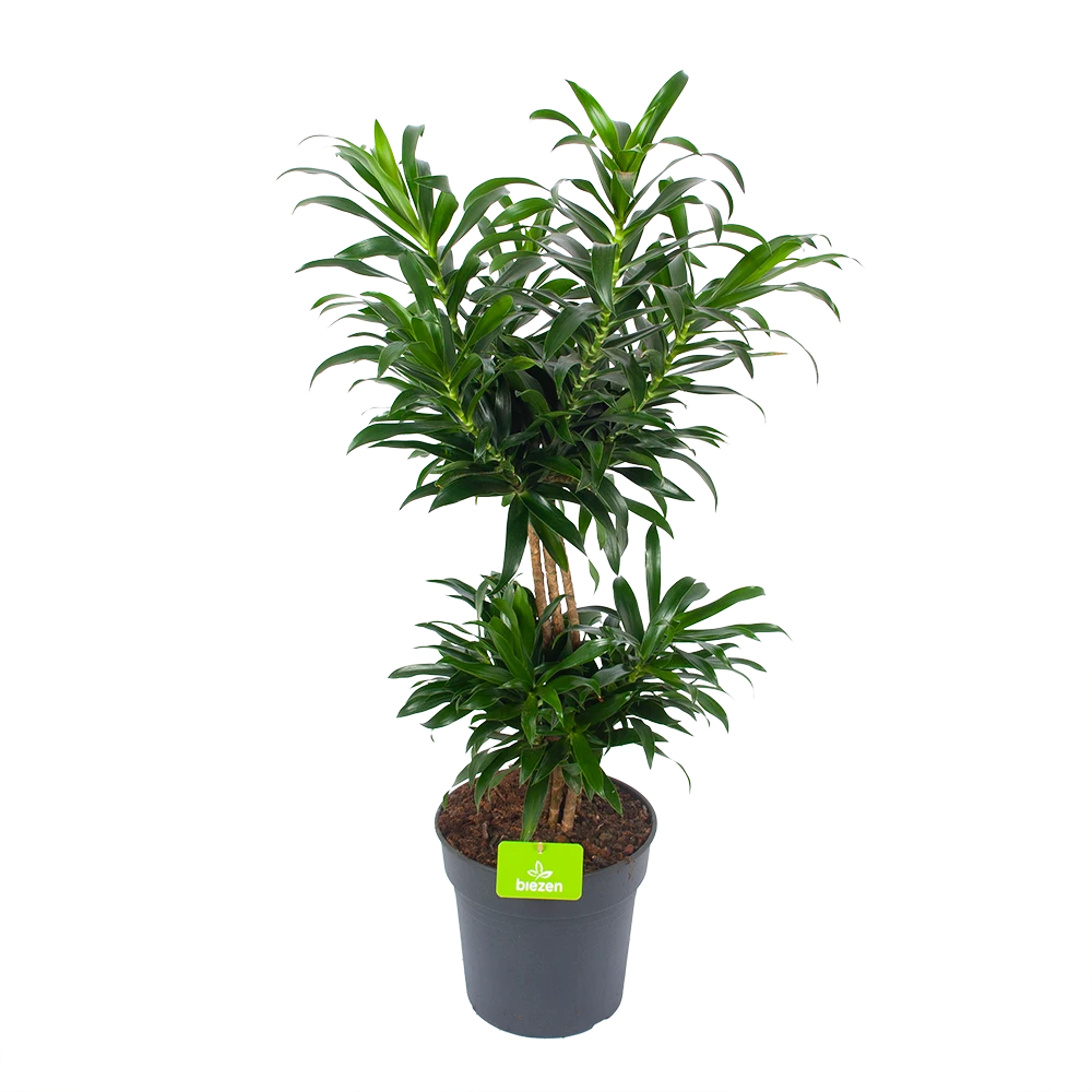 Dracaena Reflexa - Vertakt - Drakenbloedboom - P24 H90 - Kamerplant 1 Dracaena Reflexa - Vertakt - Drakenbloedboom - P24 H90 - Kamerplant