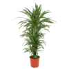 Dracaena Warneckei - Vertakt - Drakenbloedboom - P24 H110 - Kamerplant