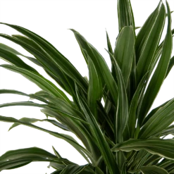 Dracaena Warneckei - Vertakt - Drakenbloedboom - P24 H110 - Kamerplant -Plantenzadenmest Winkel dracaena warneckei vertakt drakenbloedboom p24 h110 kamerplant 4