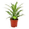 Dracaena White Jewel - Drakenbloedboom - P17 H45 - Kamerplant