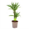 Dracaena White Stripe - Op Stam - Drakenbloedboom - P17 H65 - Kamerplant