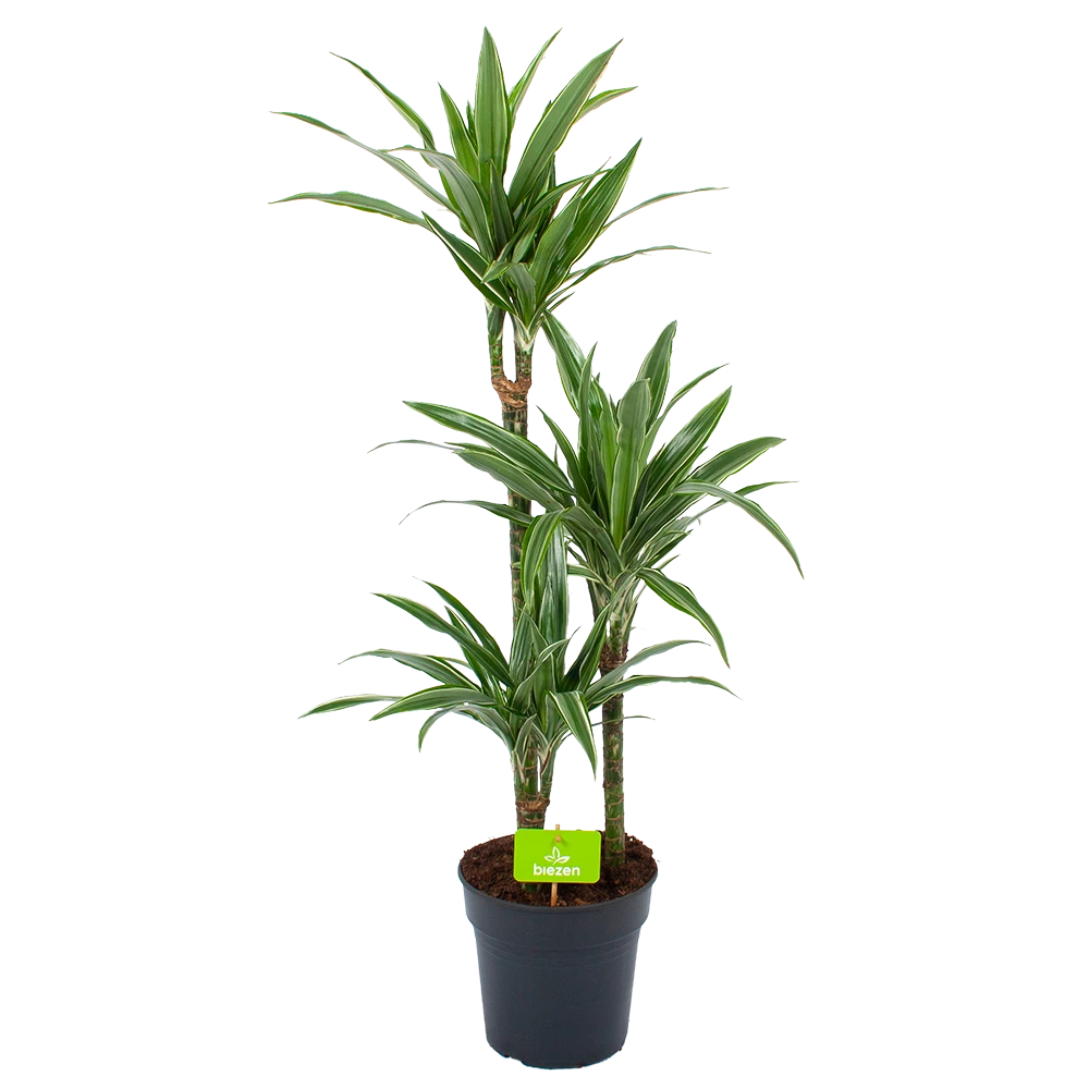 Dracaena White Stripe - Op Stam - Drakenbloedboom - P21 H100 - Kamerplant 1 Dracaena White Stripe - Op Stam - Drakenbloedboom - P21 H100 - Kamerplant