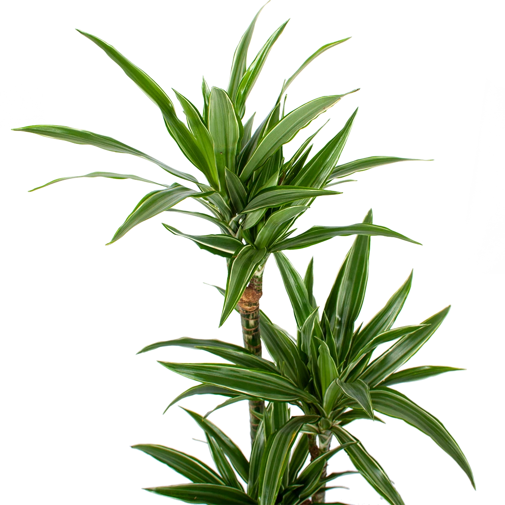 Dracaena White Stripe - Op Stam - Drakenbloedboom - P21 H100 - Kamerplant 2 Dracaena White Stripe - Op Stam - Drakenbloedboom - P21 H100 - Kamerplant - Afbeelding 2