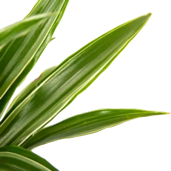 Dracaena White Stripe - Op Stam - Drakenbloedboom - P21 H100 - Kamerplant 6 Dracaena White Stripe - Op Stam - Drakenbloedboom - P21 H100 - Kamerplant -Plantenzadenmest Winkel dracaena white stripe op stam drakenbloedboom p21 h100 6 1