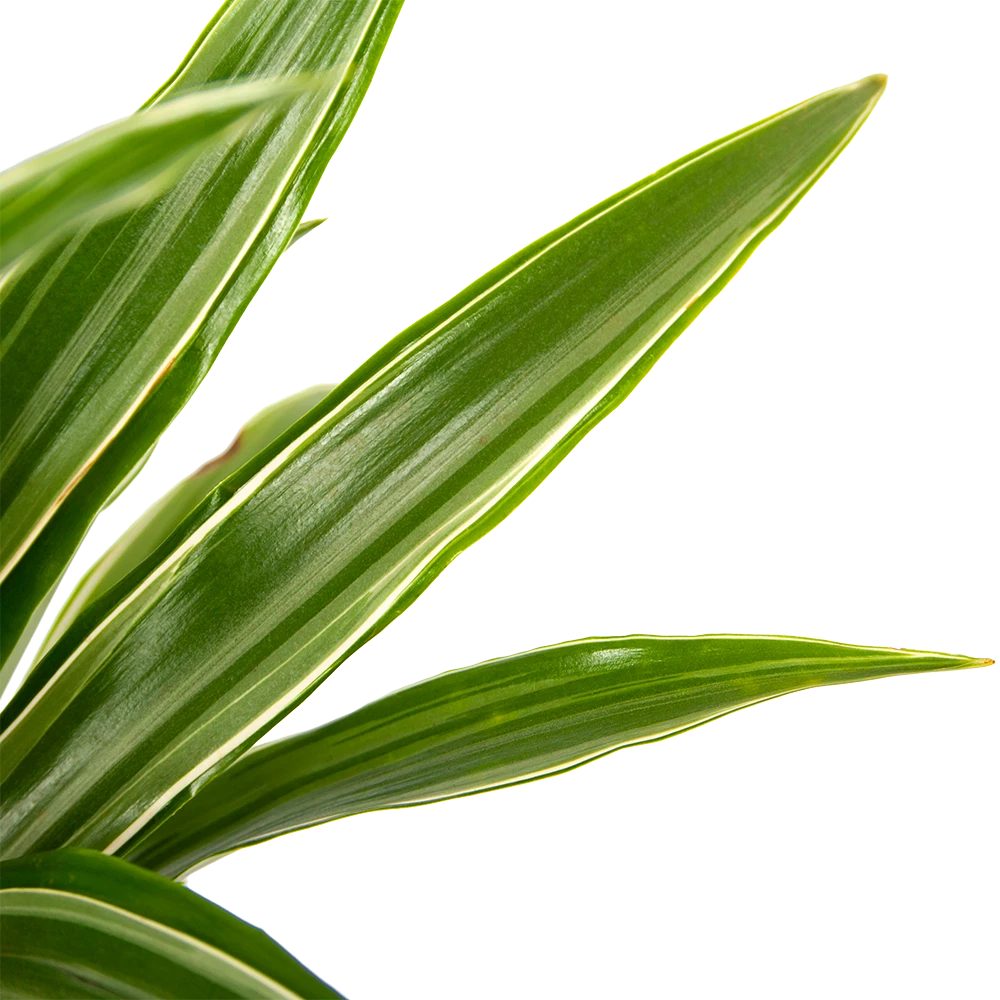 Dracaena White Stripe - Op Stam - Drakenbloedboom - P21 H100 - Kamerplant 3 Dracaena White Stripe - Op Stam - Drakenbloedboom - P21 H100 - Kamerplant - Afbeelding 3