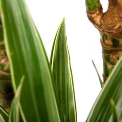 Dracaena White Stripe - Op Stam - Drakenbloedboom - P24 H150 - Kamerplant -Plantenzadenmest Winkel dracaena white stripe op stam drakenbloedboom p24 h150 6 1