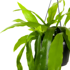 Plantenzadenmest Winkel -Plantenzadenmest Winkel epiphyllum pumilum in hangpot p17 h40 5 1