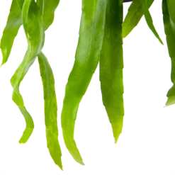 Epiphyllum Pumilum - In Hangpot - P17 H40 - Kamerplant -Plantenzadenmest Winkel epiphyllum pumilum in hangpot p17 h40 6 1