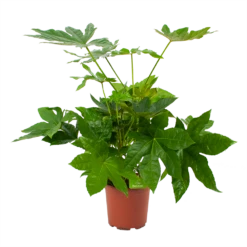 Fatsia Japonica - Vingerplant - P19 H60 - Kamerplant