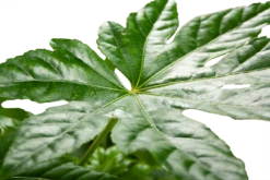 Fatsia Japonica - Vingerplant - P19 H60 - Kamerplant -Plantenzadenmest Winkel fatsia japonica vingerplant p19 h60 5