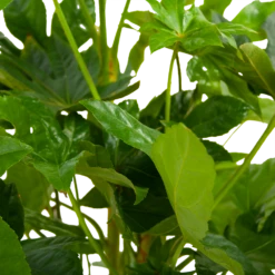 Fatsia Japonica - Vingerplant - P19 H60 - Kamerplant -Plantenzadenmest Winkel fatsia japonica vingerplant p19 h60 6