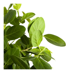 Ficus Benghalensis Audrey Op Stam - Groene Vijg - P31 H120 - Kamerplant -Plantenzadenmest Winkel ficus benghalensis audrey op stam groene vijg p31 h120 3