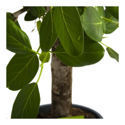 Ficus Benghalensis Audrey Op Stam - Groene Vijg - P31 H120 - Kamerplant -Plantenzadenmest Winkel ficus benghalensis audrey op stam groene vijg p31 h120 4