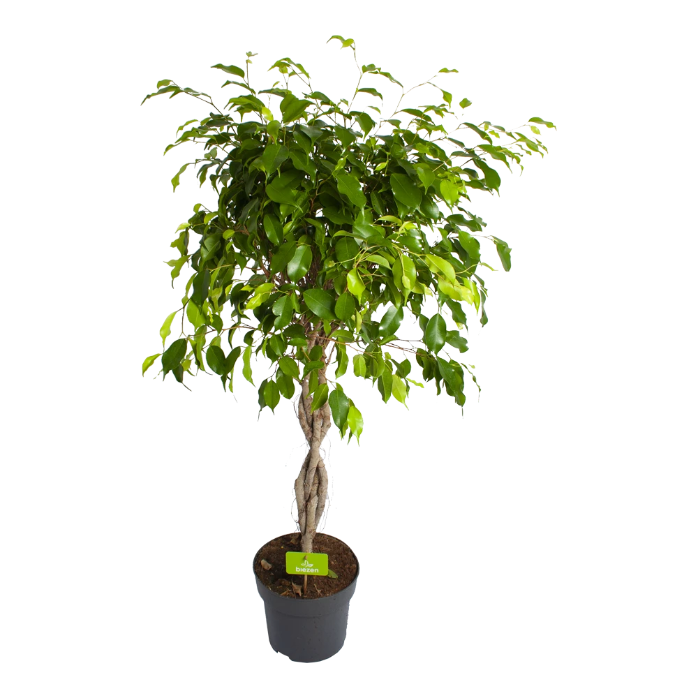 Ficus Benjamina Exotica Op Gevlochten Stam - Treurvijg - P24 H100 - Kamerplant 1 Ficus Benjamina Exotica Op Gevlochten Stam - Treurvijg - P24 H100 - Kamerplant