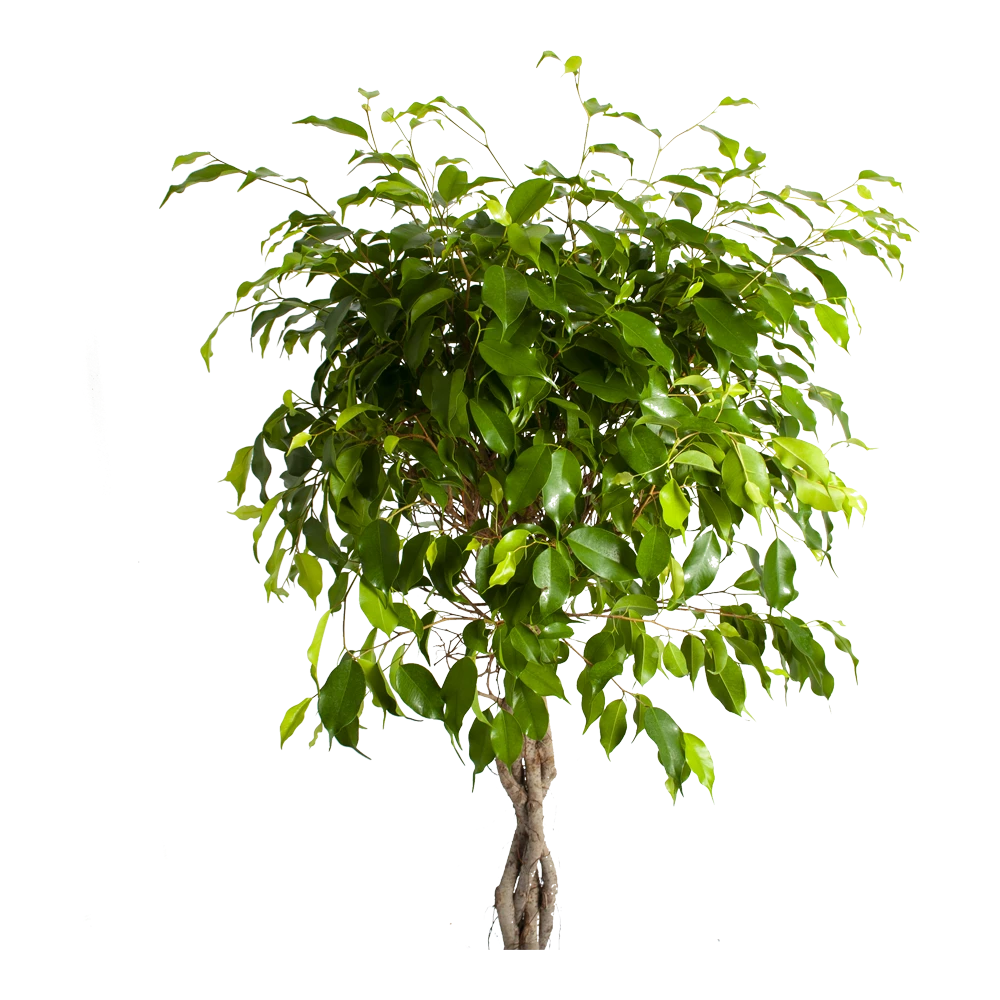 Ficus Benjamina Exotica Op Gevlochten Stam - Treurvijg - P24 H100 - Kamerplant 2 Ficus Benjamina Exotica Op Gevlochten Stam - Treurvijg - P24 H100 - Kamerplant - Afbeelding 2