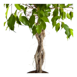 Ficus Benjamina Exotica Op Gevlochten Stam - Treurvijg - P24 H100 - Kamerplant 6 Ficus Benjamina Exotica Op Gevlochten Stam - Treurvijg - P24 H100 - Kamerplant -Plantenzadenmest Winkel ficus benjamina exotica op gevlochten stam treurvijg p24 h100 3