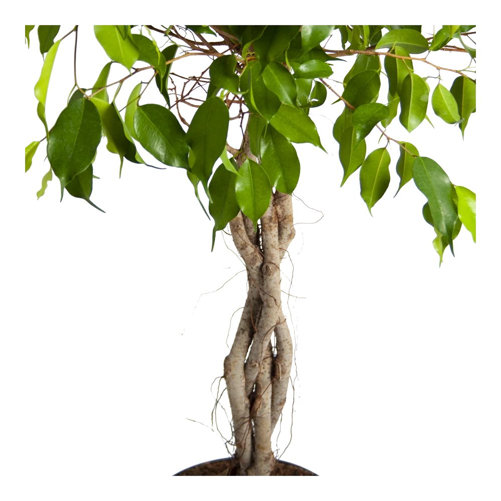 Ficus Benjamina Exotica Op Gevlochten Stam - Treurvijg - P24 H100 - Kamerplant 3 Ficus Benjamina Exotica Op Gevlochten Stam - Treurvijg - P24 H100 - Kamerplant - Afbeelding 3