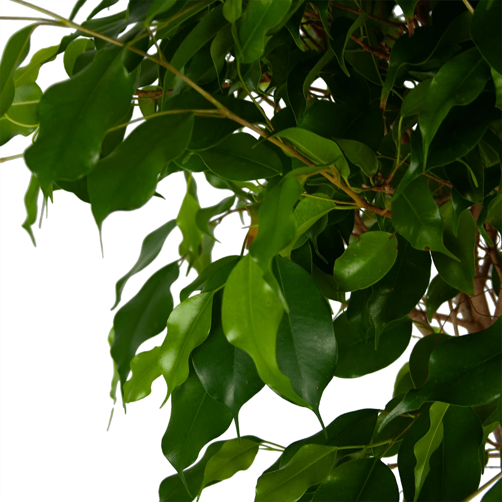 Ficus Benjamina Exotica Op Gevlochten Stam - Treurvijg - P27 H140 - Kamerplant 2 Ficus Benjamina Exotica Op Gevlochten Stam - Treurvijg - P27 H140 - Kamerplant - Afbeelding 2