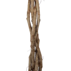 Ficus Benjamina Exotica Op Gevlochten Stam - Treurvijg - P27 H140 - Kamerplant 6 Ficus Benjamina Exotica Op Gevlochten Stam - Treurvijg - P27 H140 - Kamerplant -Plantenzadenmest Winkel ficus benjamina exotica op gevlochten stam treurvijg p27 h140 6