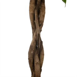 Ficus Binnendijkii Amstel King Op Gevlochten Stam - Treurvijg - P31 H140 - Kamerplant -Plantenzadenmest Winkel ficus binnendijkii amstel king op gevlochten stam treurvijg p31 h140 6