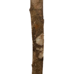 Ficus Binnendijkii Amstel King Op Stam - Treurvijg - P31 H140 - Kamerplant -Plantenzadenmest Winkel ficus binnendijkii amstel king op stam treurvijg p31 h140 6