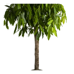 Ficus Binnendijkii Amstel King Op Stam - Treurvijg - P40 H170 - Kamerplant 6 Ficus Binnendijkii Amstel King Op Stam - Treurvijg - P40 H170 - Kamerplant -Plantenzadenmest Winkel ficus binnendijkii amstel king op stam treurvijg p40 h170 4