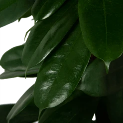 Ficus Cyathistipula - Groene Vijg - Op Zuil - P29 H150 - Kamerplant -Plantenzadenmest Winkel ficus cyathistipula groene vijg op zuil p29 h150 5