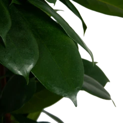 Ficus Cyathistipula - Groene Vijg - Op Zuil - P29 H150 - Kamerplant -Plantenzadenmest Winkel ficus cyathistipula groene vijg op zuil p29 h150 6