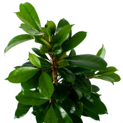 Ficus Cyathistipula - Groene Vijg - Toef - P21 H105 - Kamerplant -Plantenzadenmest Winkel ficus cyathistipula groene vijg toef p21 h105 6 1