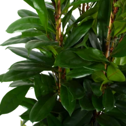 Ficus Cyathistipula - Groene Vijg - Toef - P34 H120 - Kamerplant -Plantenzadenmest Winkel ficus cyathistipula groene vijg toef p34 h120 6 3