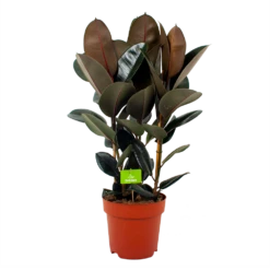 Ficus Elastica Abidjan - Rubberboom - P27 H100 - Kamerplant
