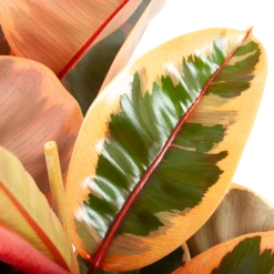 Ficus Elastica Belize - Rubberboom - P27 H100 - Kamerplant -Plantenzadenmest Winkel ficus elastica belize rubberboom p27 h100 6