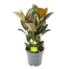 Ficus Elastica Melany - Rubberboom - P19 H55 - Kamerplant