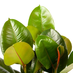 Plantenzadenmest Winkel -Plantenzadenmest Winkel ficus elastica robusta rubberboom p19 h55 5