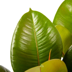 Ficus Elastica Robusta - Rubberboom - P19 H55 - Kamerplant 6 Ficus Elastica Robusta - Rubberboom - P19 H55 - Kamerplant -Plantenzadenmest Winkel ficus elastica robusta rubberboom p19 h55 6