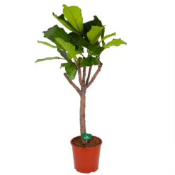 Ficus Lyrata Op Stam - Tabaksplant - P30 H150 - Kamerplant