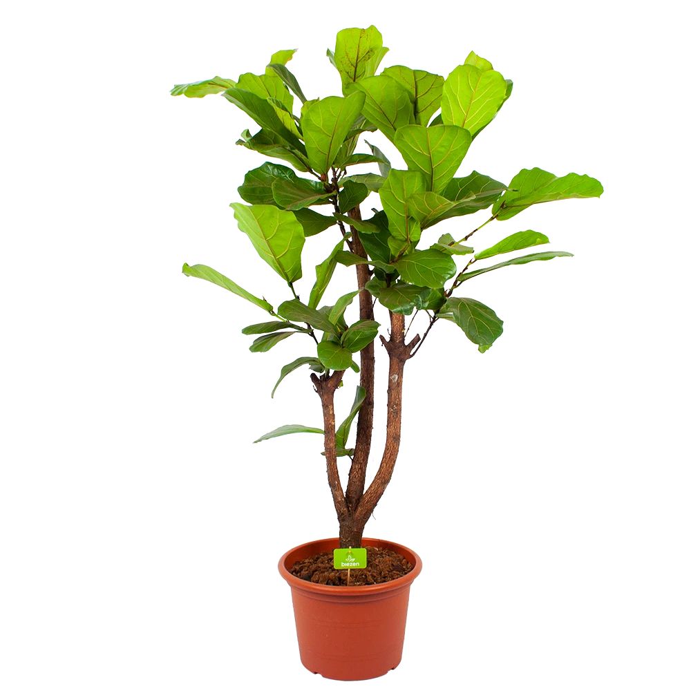 Ficus Lyrata Vertakt - Tabaksplant - P40 H160 - Kamerplant 1 Ficus Lyrata Vertakt - Tabaksplant - P40 H160 - Kamerplant