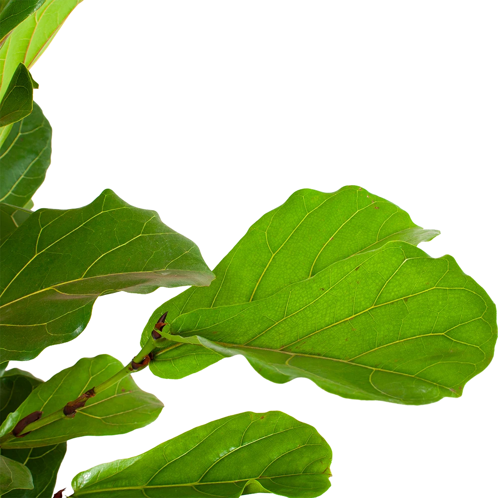 Ficus Lyrata Vertakt - Tabaksplant - P40 H160 - Kamerplant 2 Ficus Lyrata Vertakt - Tabaksplant - P40 H160 - Kamerplant - Afbeelding 2