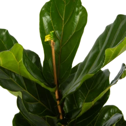 Ficus Lyrata - Tabaksplant - Toef - P17 H90 - Kamerplant 6 Ficus Lyrata - Tabaksplant - Toef - P17 H90 - Kamerplant -Plantenzadenmest Winkel ficus lyrata tabaksplant toef p17 h90 5