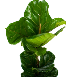Ficus Lyrata - Tabaksplant - Toef - P21 H90 - Kamerplant -Plantenzadenmest Winkel ficus lyrata tabaksplant toef p21 h90 6 1