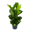 Ficus Lyrata - Tabaksplant - Toef - P34 H120 - Kamerplant