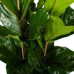 Ficus Lyrata - Tabaksplant - Toef - P34 H120 - Kamerplant -Plantenzadenmest Winkel ficus lyrata tabaksplant toef p34 h120 5 3