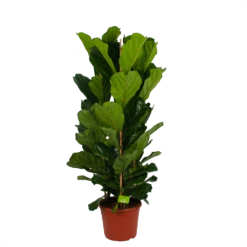 Ficus Lyrata - Tabaksplant - Toef - P35 H150 - Kamerplant