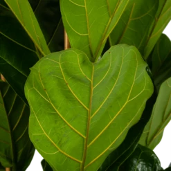 Ficus Lyrata - Tabaksplant - Toef - P35 H150 - Kamerplant 6 Ficus Lyrata - Tabaksplant - Toef - P35 H150 - Kamerplant -Plantenzadenmest Winkel ficus lyrata tabaksplant toef p35 h150 6