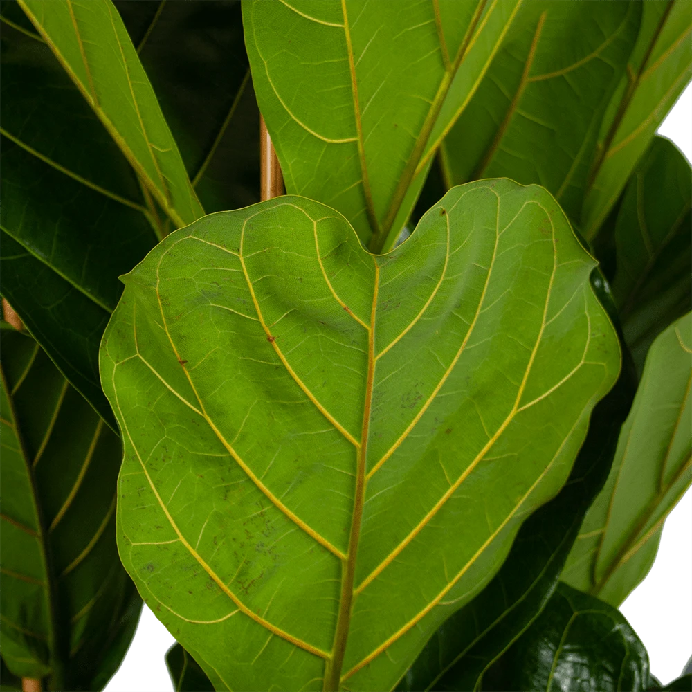 Ficus Lyrata - Tabaksplant - Toef - P35 H150 - Kamerplant 3 Ficus Lyrata - Tabaksplant - Toef - P35 H150 - Kamerplant - Afbeelding 3